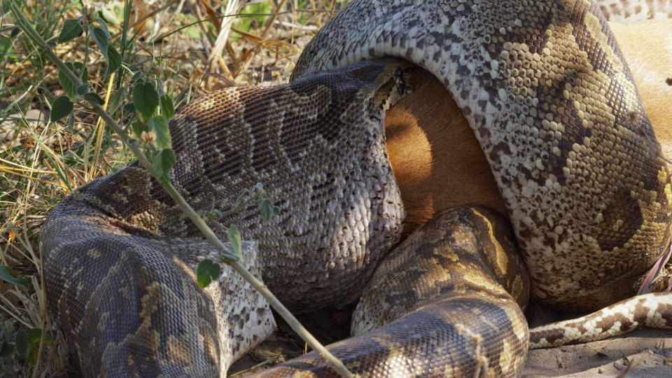Langsam begann der Python mit dem Verdauungsprozess. Es ist allgemein bekannt, dass Schlangen Beute verputzen können, die das Vielfache ihrer eigenen Körpergröße beträgt. Dennoch war es für das Reptil kein Kinderspiel den Steinbock zu verschlingen.
