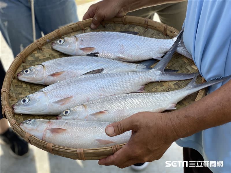 嘉南一帶海域是台灣最大的虱目魚產地。（圖／記者馮珮汶攝）