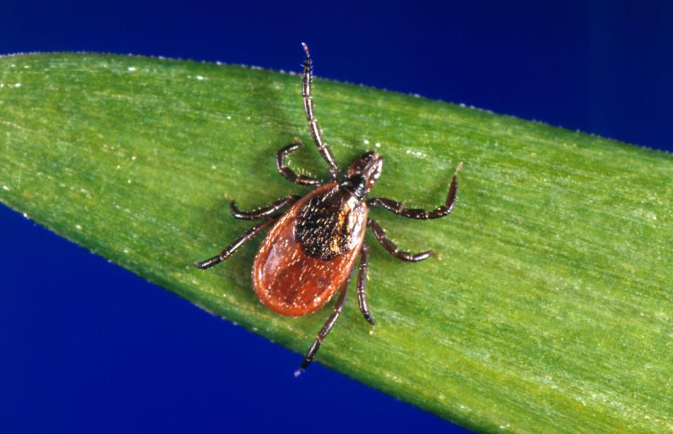 FILE - This undated photo provided by the U.S. Centers for Disease Control and Prevention shows a blacklegged tick, which is also known as a deer tick. Ticks will be more active than usual early in spring 2023, and that means Lyme disease and other tick-borne infections could spread earlier and in greater numbers than in a typical year.