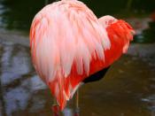 A Flamingo creating a heart. These extraordinary images, taken by photographers across the globe, show Mother Nature celebrating the big day with iconic heart shapes appearing all over the natural world. (PIC FROM FOTOLIBRA / CATERS NEWS)