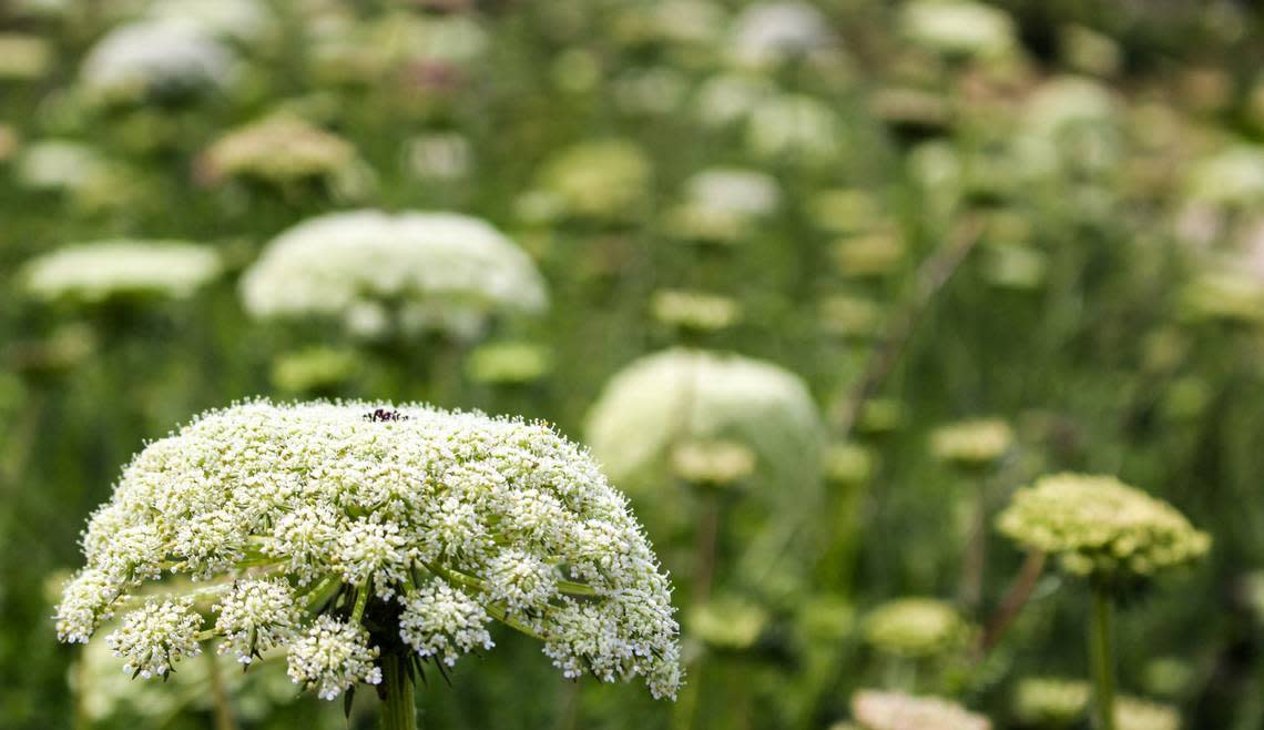 Hemlock is an extremely poisonous plant.