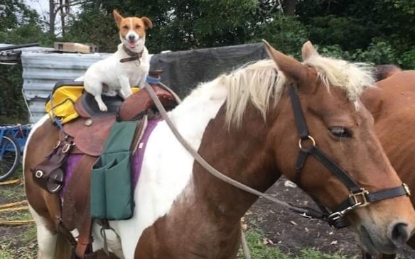 Lucky the Jack Russell died after mysterious letters were sent to a Queensland family's home.