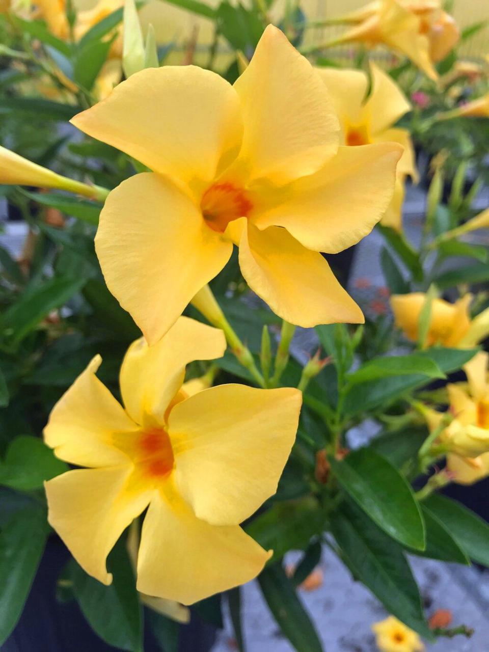 mandevilla hybrid sun parasol original sunbeam