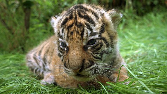 Super cute tiger cub born WITHOUT stripes poses for heart-melting