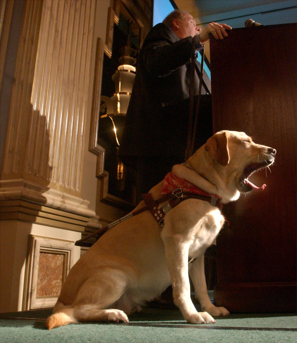 Guide dog Roselle yawns as its owner Michael Hingson speaks at the North Shore Animal League Americas Lewyt Humane Awards Luncheon January 9, 2002 in Garden City, NY. Roselle received an award for leading Hingson down 78 floors from the World Trade Center on September 11. (Photo by Spencer Platt/Getty Images)