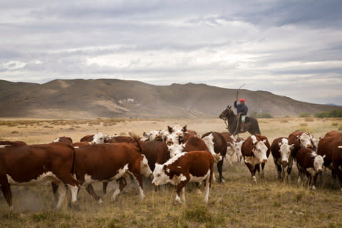 Gauchos with cattle at the Huechahue Estancia, Patagonia - Credit: Getty