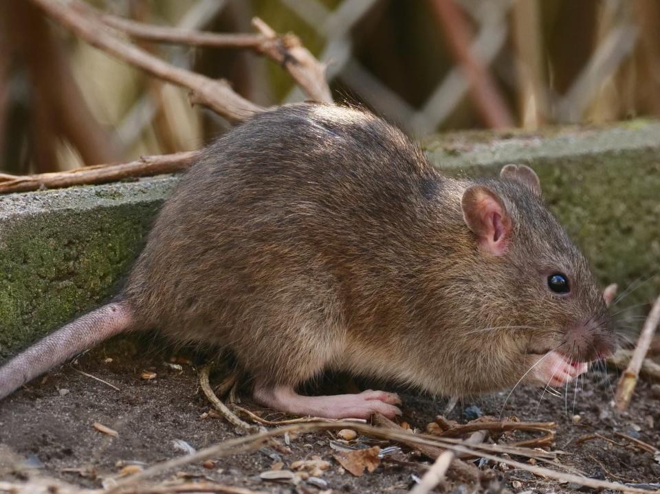A Norway rat (Rattus norvegicus)