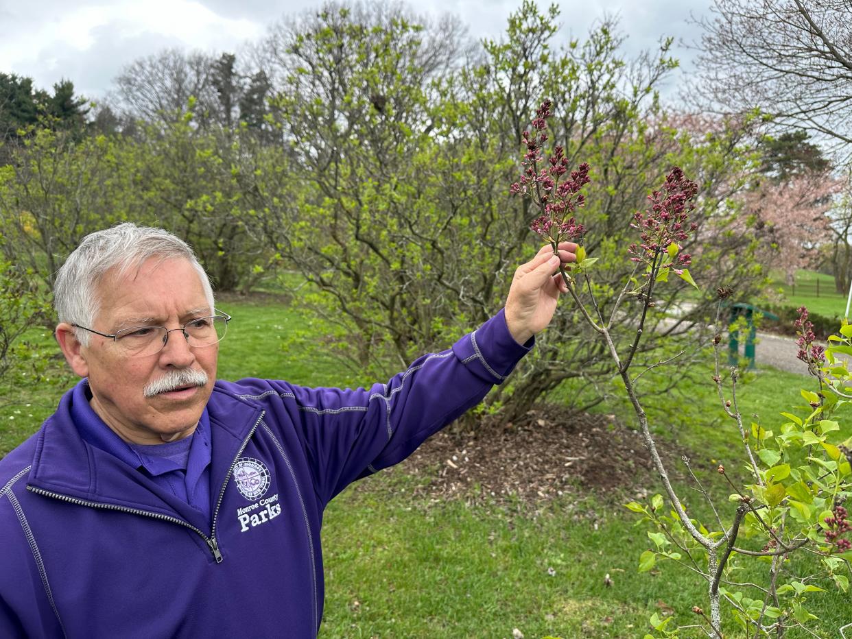 Mark Quinn, superintendent of horticulture for Monroe County Parks, is predicting a good bloom of the Highland Park lilac collection for the Lilac Festival from May 10 to May 19, 2024. On Thursday, April 18, 2024, three weeks and a day before the event, he said the weather looks food for most of the collection to be in full bloom.