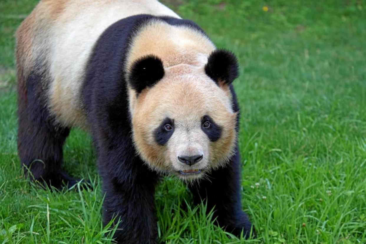 Yuan Meng, le premier bébé panda né en France en 2017, dans le zoo de Beauval le 24 juillet, un jour avant son départ pour la Chine. Le panda de 6 ans, dont le nom veut dire « accomplissement d'un rêve », va rejoindre Chengdu, dans la province du Sichuan.  - Credit:GUILLAUME SOUVANT / AFP