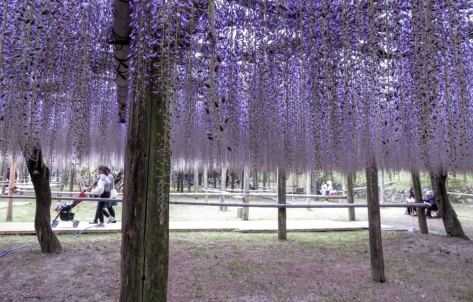 日本旅遊｜福岡紫藤花季必去景點！CNN「日本最美麗地方」河內藤園 110米長夢幻紫藤花隧道＋22種藤花花海