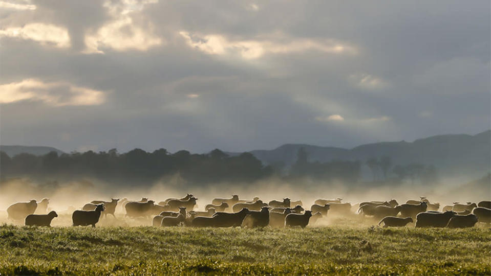 A flock of sheep in New Zealand, where Sheep Inc sources all of its wool. - Credit: Aaron Smale