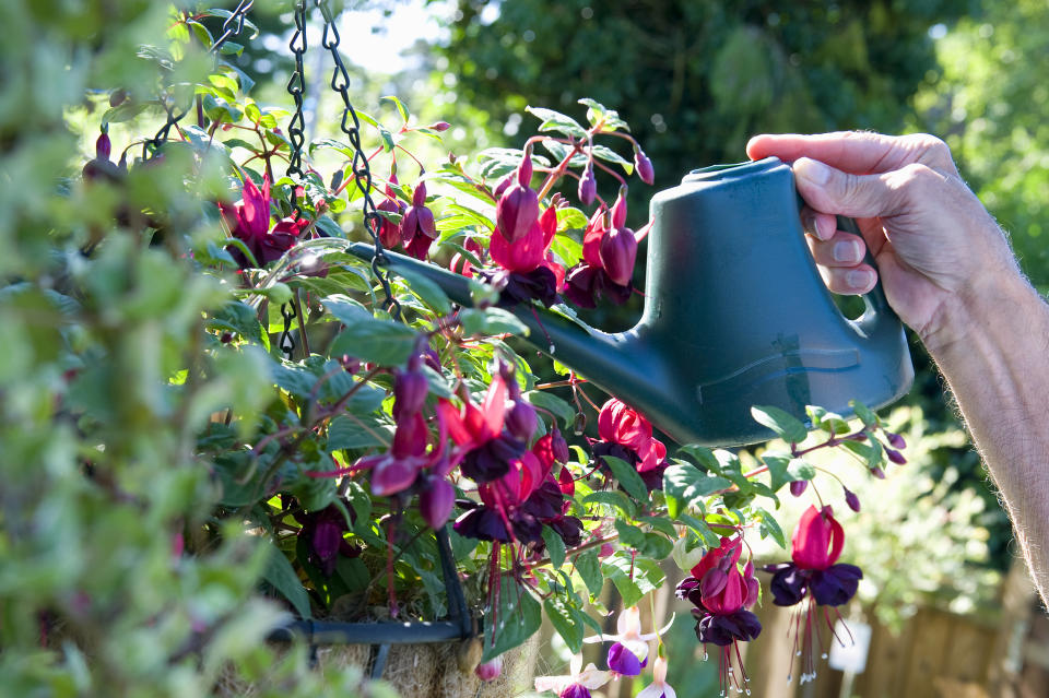 Gardener watering fuchsia (Fuchsia magellanica) plant in hanging basket - stock photo