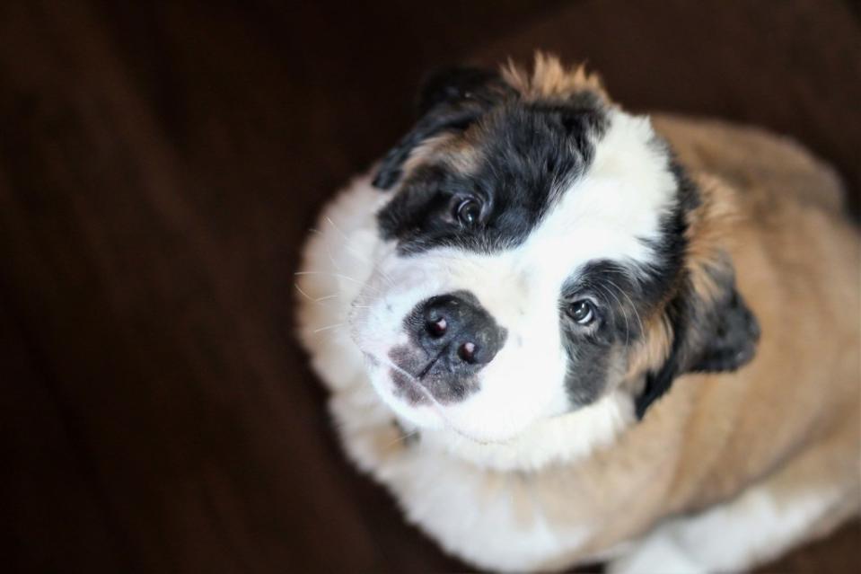 St. Bernard puppy.