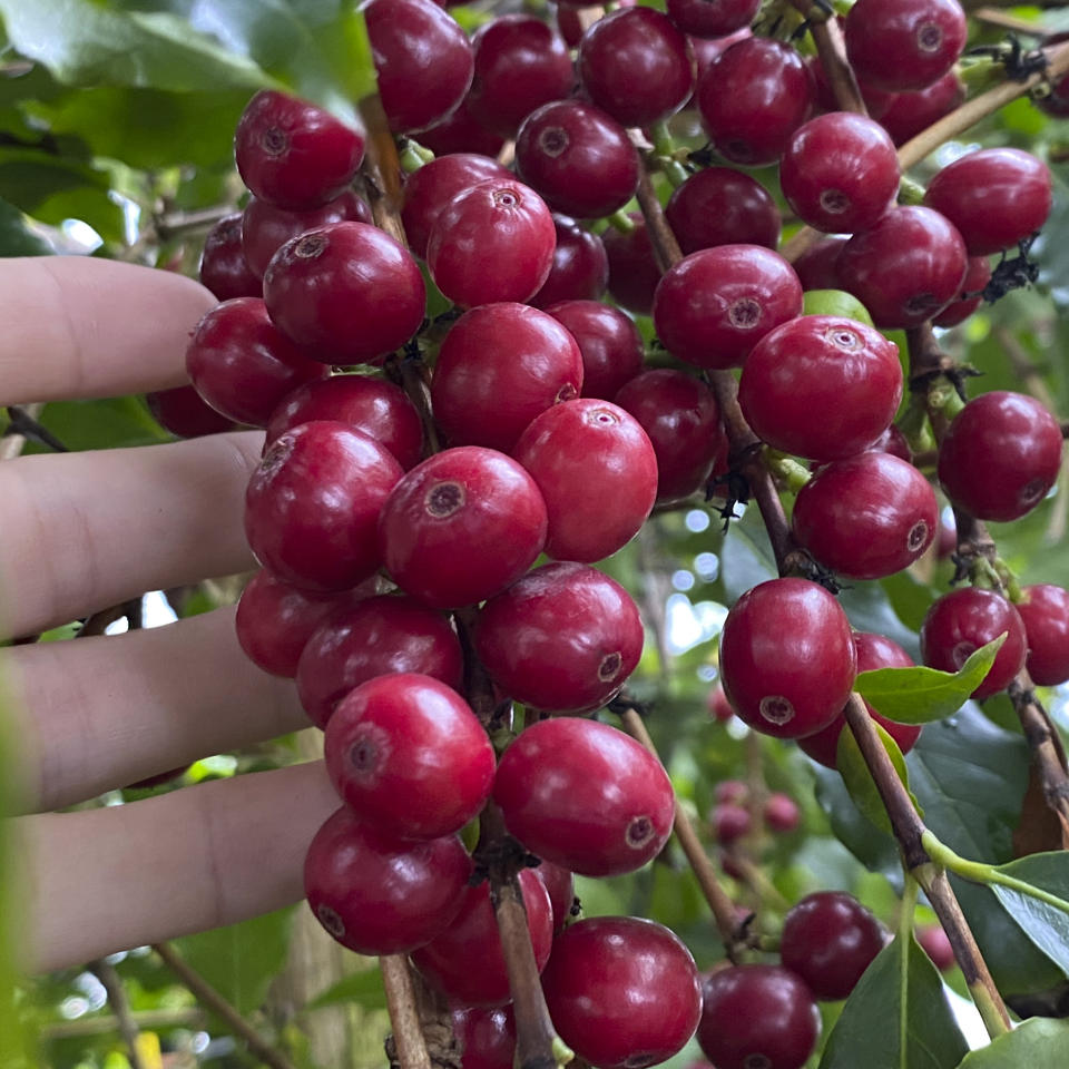 This image provided by Logee's Plants for Home & Garden shows a cluster of ripe cherries on a coffee (Coffea arabica) plant. The cherries contain seeds, or beans, which can be roasted or toasted for brewing into coffee. (Logee's Plants for Home & Garden / logees.com via AP)