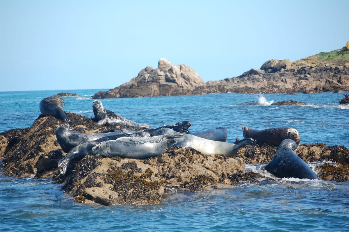 Grey seals are native to the waters around Scilly (Getty Images/iStockphoto)