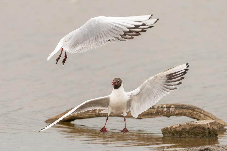 A black-headed gull flies over another