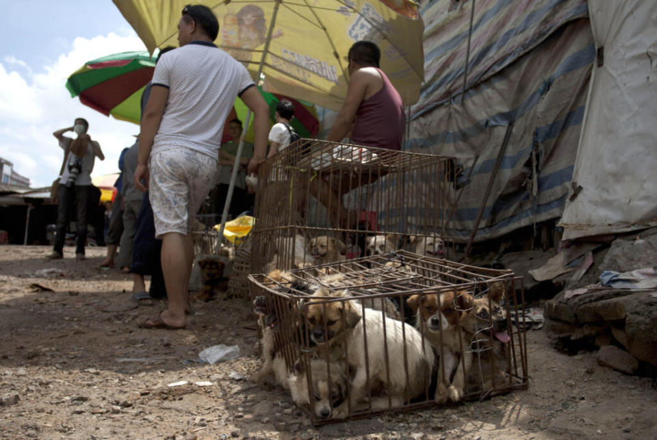 Caged dogs wait to be sold in a market in Yulin, China in 2015. (Credit: Feature China/Future Publishing via Getty Images)