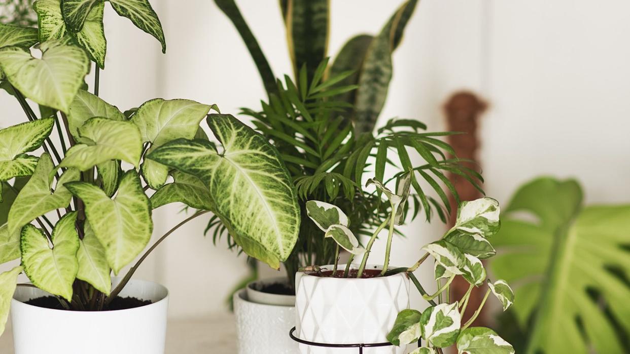 assortment of the best indoor plants in pots