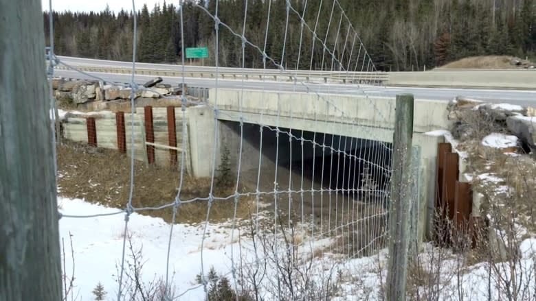 20 recent animal deaths along Trans-Canada Highway in Bow Valley fuels call for more wildlife fencing