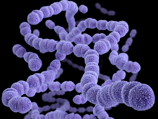 streptococcus pneumoniae