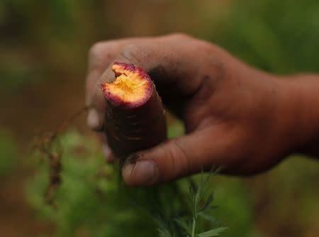 Makoto Chino eats a purple haze carrot as he works harvesting the morning's vegetables and fruit from his family's farm in Rancho Santa Fe, California August 12, 2014. REUTERS/Mike Blake