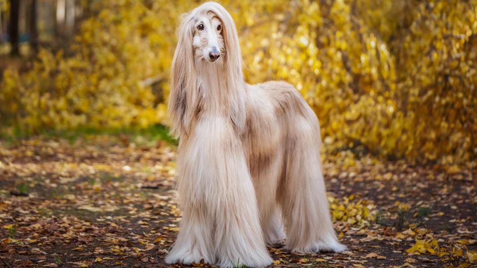 1. Afghan Hound