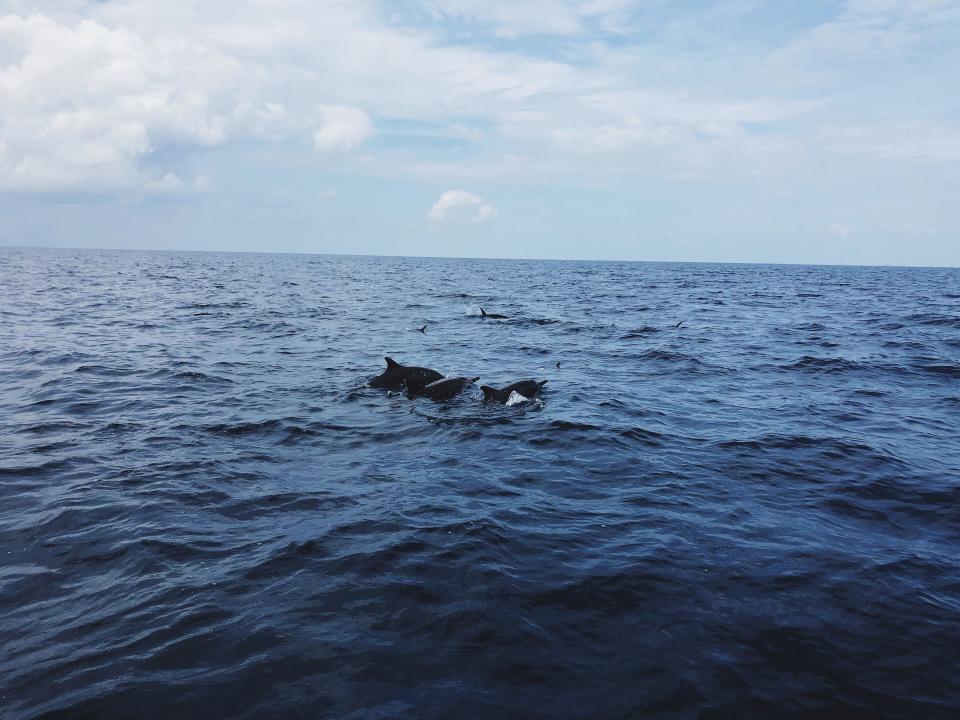 On a boat watching the dolphins dance around us.