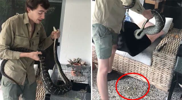 The man removes the snake before it has an unfortunate accident on the carpet and his clothes. Source: Luke Huntley/ Snake Catcher Noosa