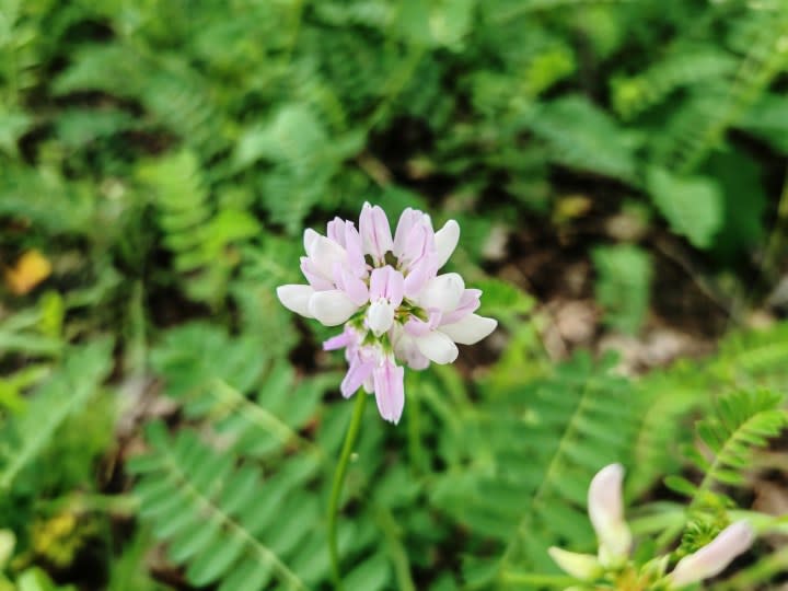 A close-up photo of a small pink and white flower, taken with the Honor 200 Pro.