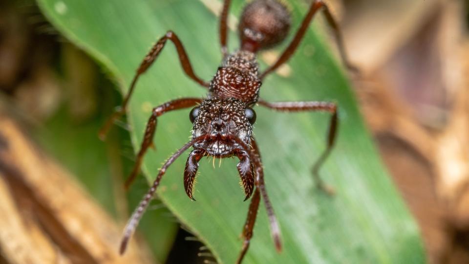 A bullet ant displays its fangs while sitting on a leaf.