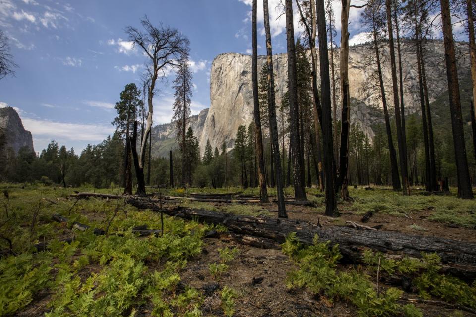 A view of El Capitan in Yosemite Valley.