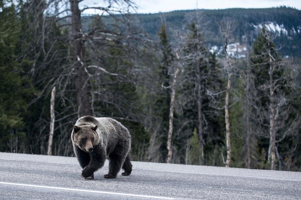 The Yellowstone population of grizzly bears was designated as threatened with extinction in 1975.