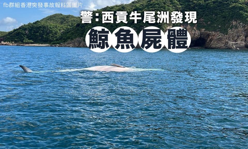 一條鯨魚屍體今早（31日）被發現於西貢牛尾海。