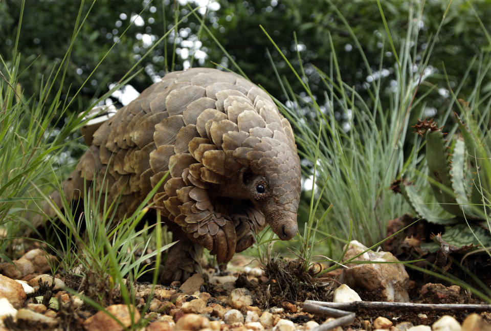 The illegal trafficking of pangolins could be linked to the Coronavirus outbreak (AP Photo/Themba Hadebe)