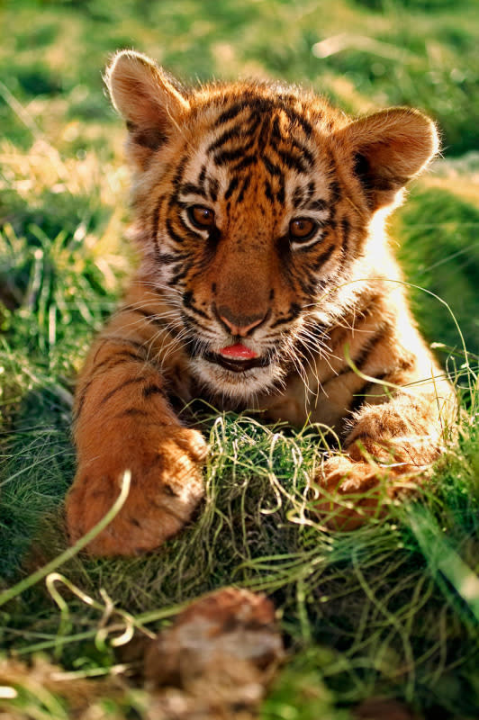 A two month old Indian tiger cub.