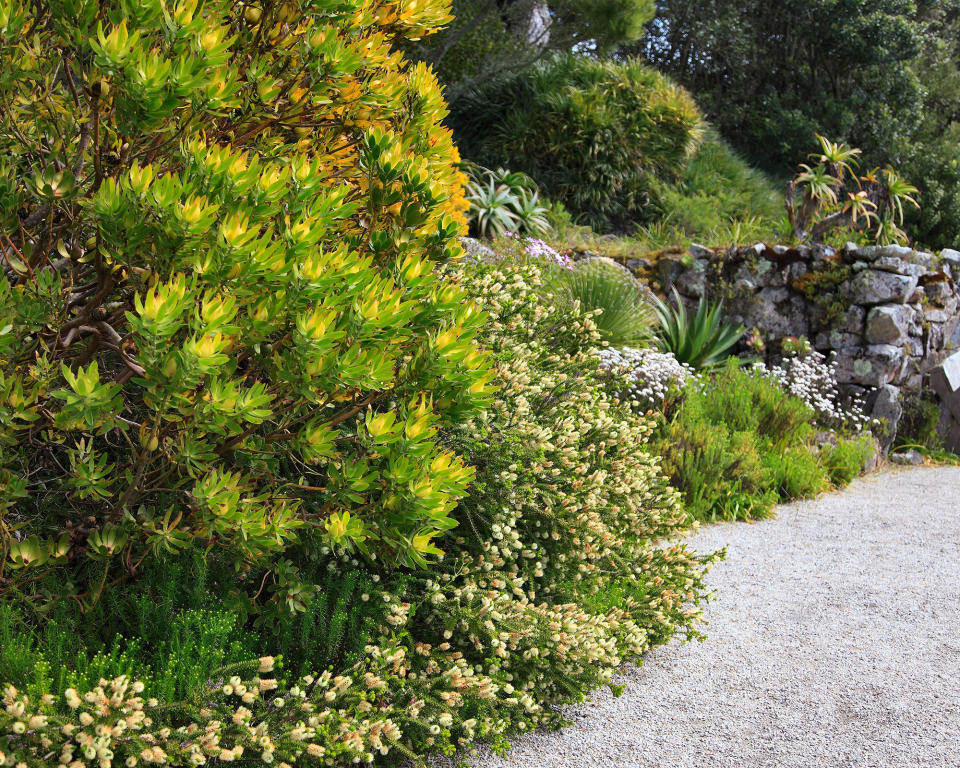 11. Plant succulents for an architectural element