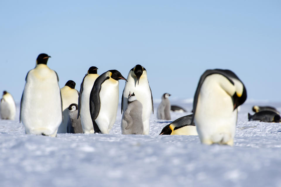 Emperor penguins with their young. Christopher Michel via Flickr