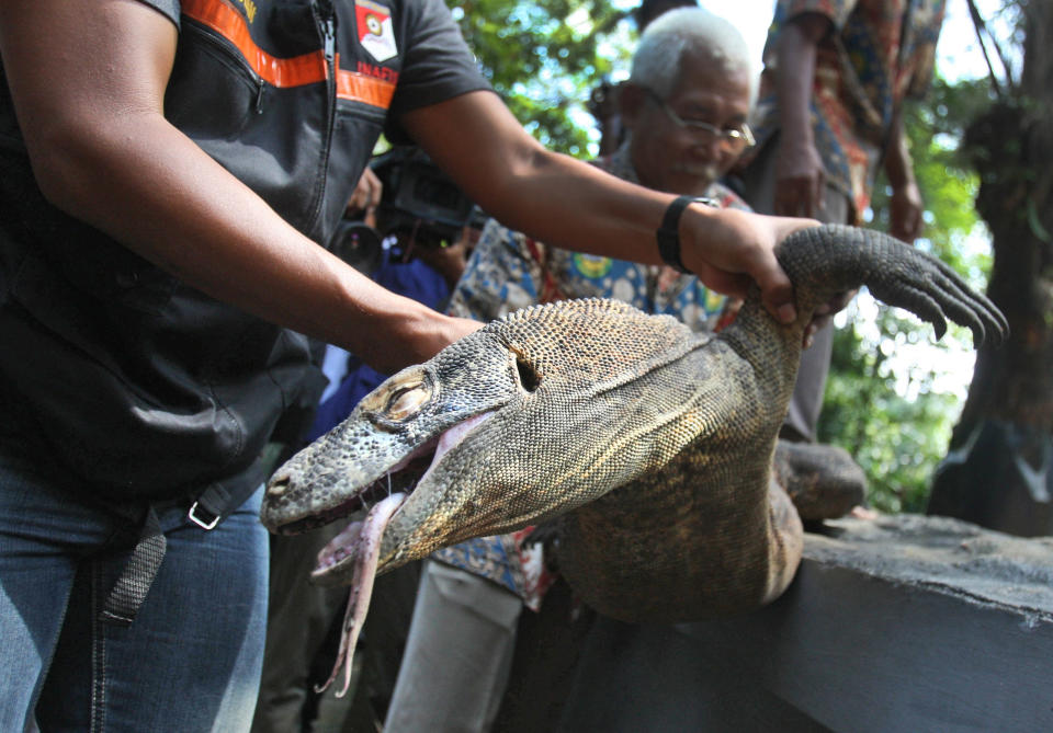 A police officer and a zoo employee take a Komodo dragon that was found dead in its cage for an autopsy, at Surabaya Zoo in Surabaya, East Java, Indonesia, Saturday, Feb. 1, 2014. Indonesia's largest and problem-plagued zoo has been criticized over the deaths of scores of animals, including African lions and a Sumatran tiger, over the last few years. The death of a giraffe two years ago with a beach ball-sized wad of plastic food wrappers in its belly sparked outrage among conservationists. (AP Photo/Trisnadi)