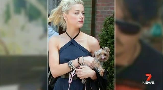 Amber Heard with one of Depp's beloved dogs. Photo: 7 News.