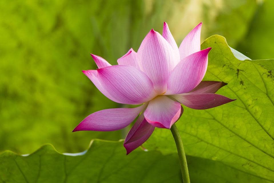 蓮花（Photo Credit: nguyendinhson067@pixabay.com, License CC0，圖片來源：https://pixabay.com/zh/photos/lotus-flower-plant-pink-lotus-6347580/）