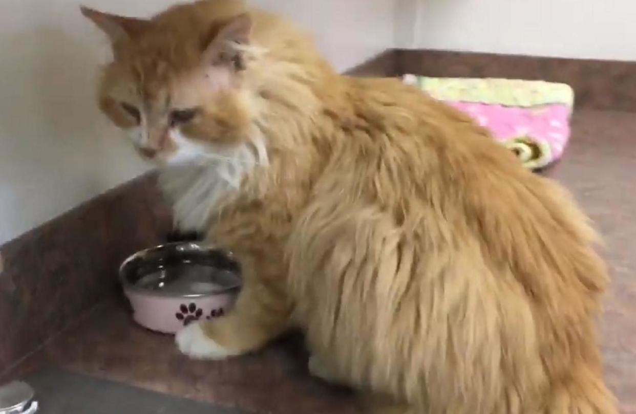 Toby the cat walked 12 miles to be reunited with his family who didn't want him: Facebook/ SPCA of wake County