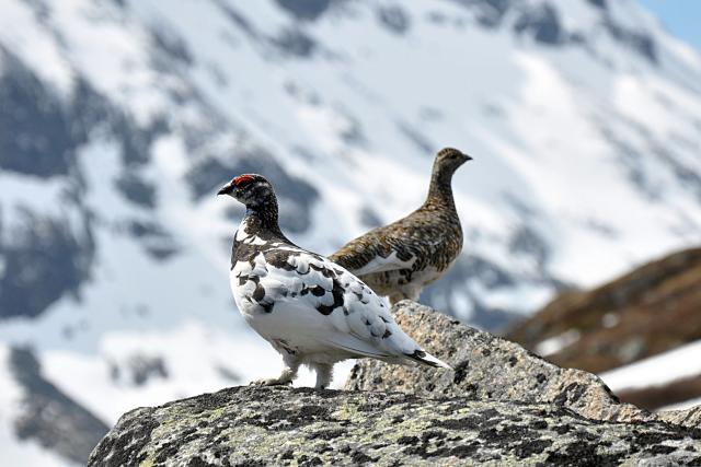 LAST FRONTIER GARDEN: Bunny Boots: the choice of champions (in Alaska)