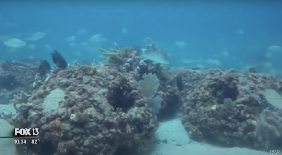 News story showing coral reefs