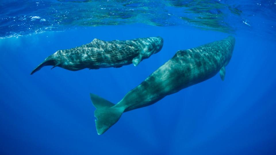 PHOTO: Sperm Whales in the Caribbean Sea, Dominica, in an undated photo. (Reinhard Dirscherl/ullstein bild via Getty Images)