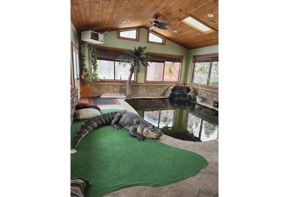 This photo provided by Tony Cavallaro of Hamburg, N.Y., shows his alligator, Albert, inside the custom enclosure he built for the reptile in his house, in Hamburg, N.Y. Albert was seized by the Department of Environmental Conservation in mid-March, 2024. (Tony Cavallaro via AP)