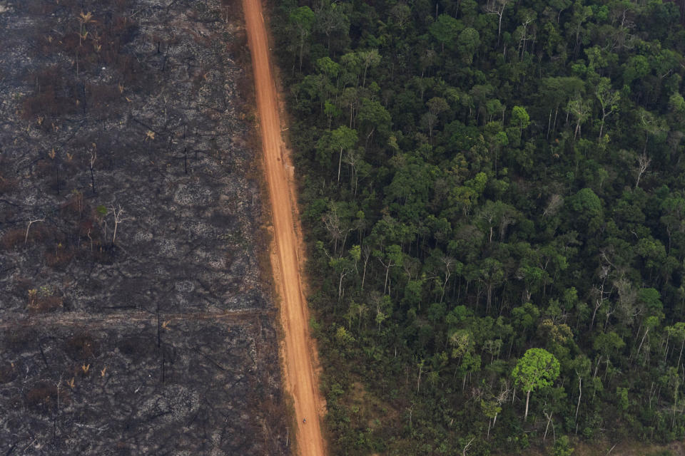 A lush forest sits next to a field of charred trees in Vila Nova Samuel, Brazil, on Aug. 27, 2019. The fires that swept parts of the Amazon this year added to global worries about a warming climate, as well as the sense of urgency at the Climate Action Summit at the United Nations. (AP Photo/Victor R. Caivano)