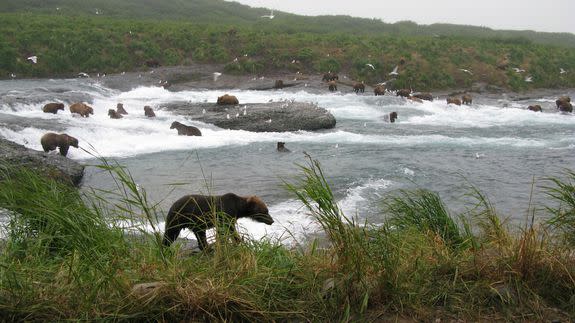 Brown bears fishing at the McNeil River Falls, north of Katmai National Park.