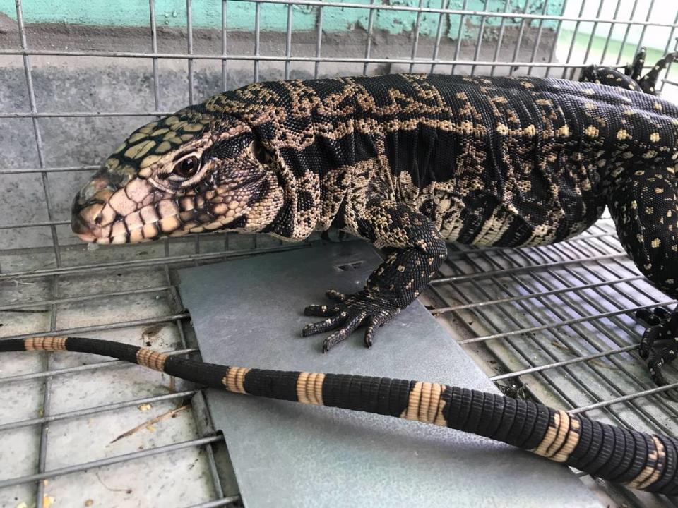 The invasive Argentine black and white tegu is native to South America and can grow up to four feet long. It’s now a major concern in Florida because it eats the eggs of native tortoises and birds.