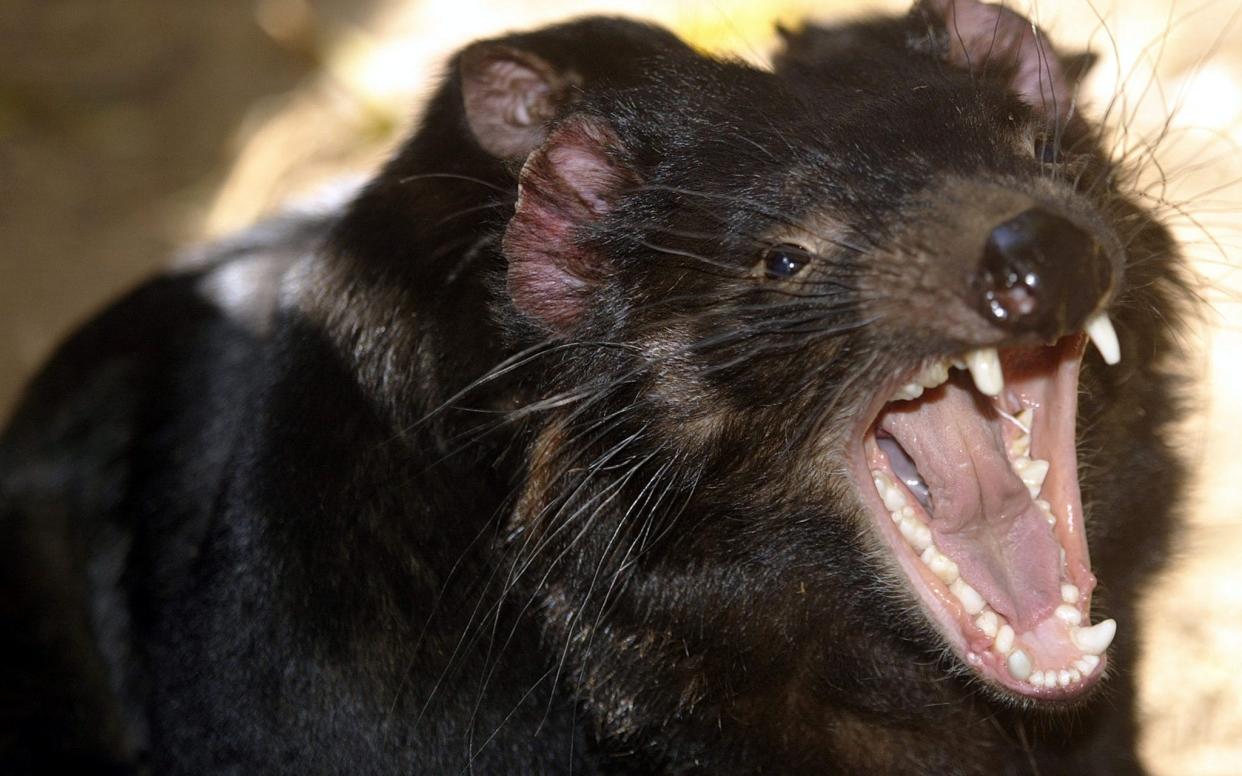 Tasmanian devil Australia wildlife penguins - PETER PARKS/AFP/Getty Images