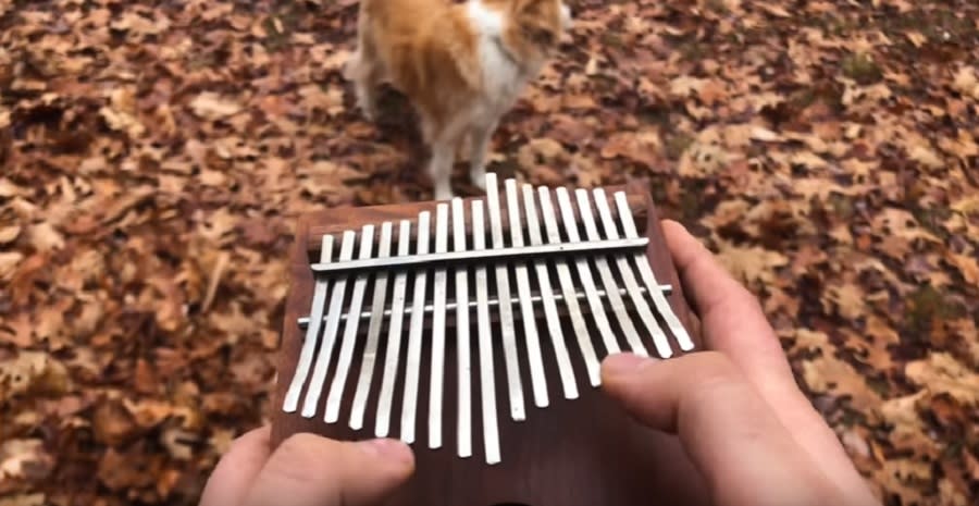 Here’s “All the Small Things” by Blink-182 being played on a kalimba, which yes, you need to see